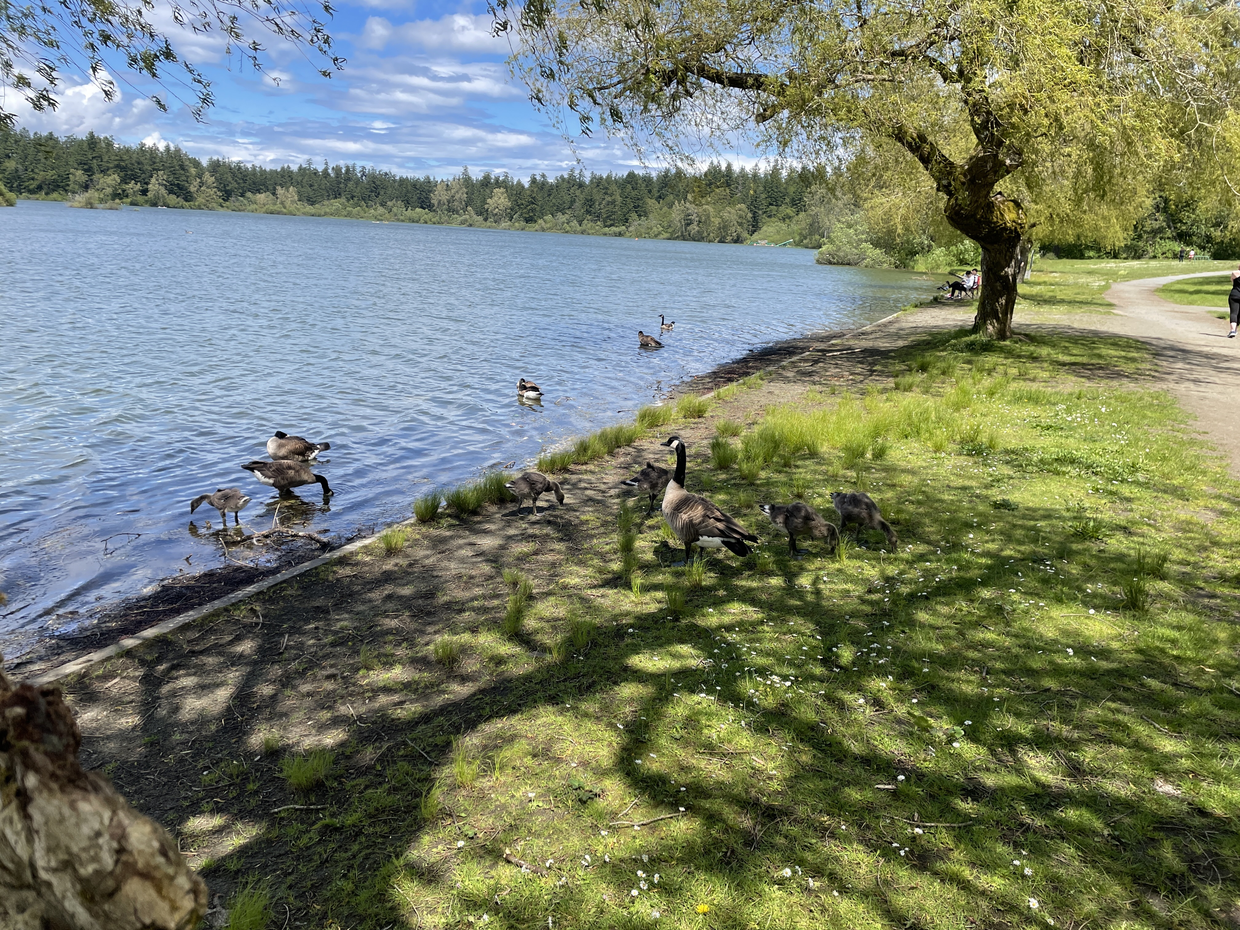 Canada Geese