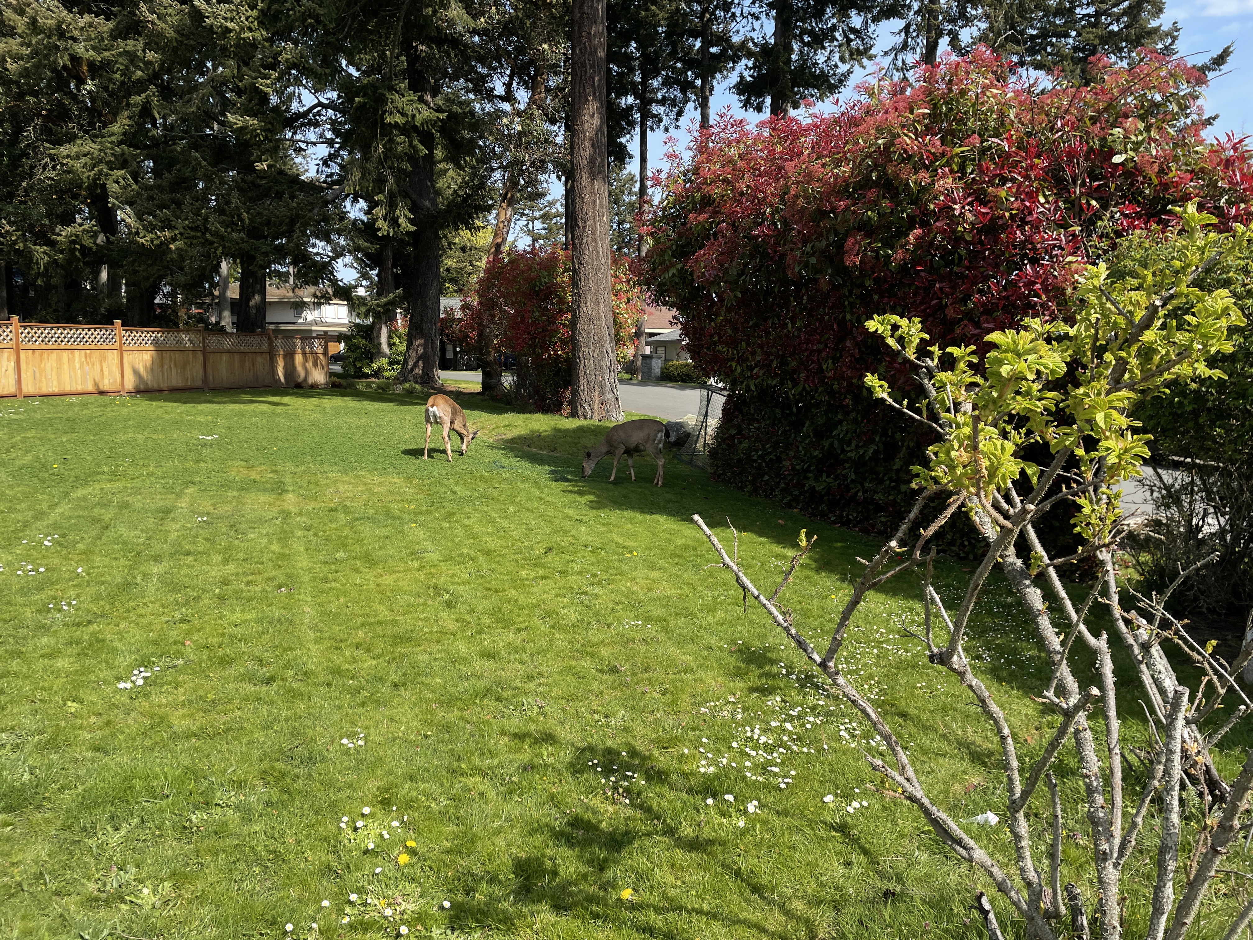 Deer are beside the road